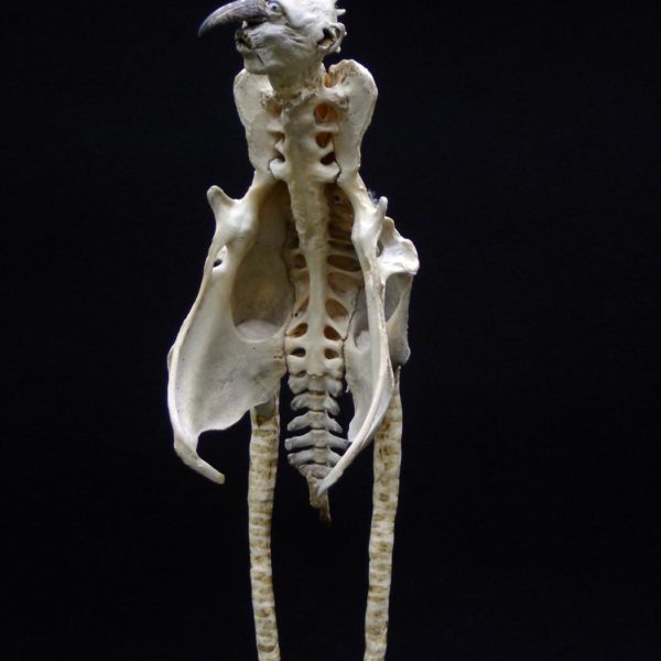 Sabrina Gruss - Défunts animés : Personnages - Bec Noir