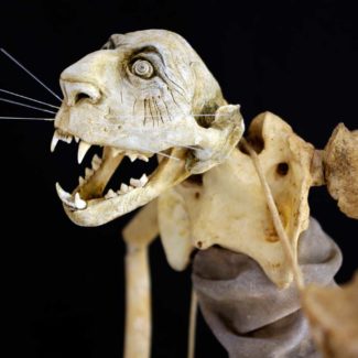 Sabrina Gruss - Défunts animés : Personnages - Chabada